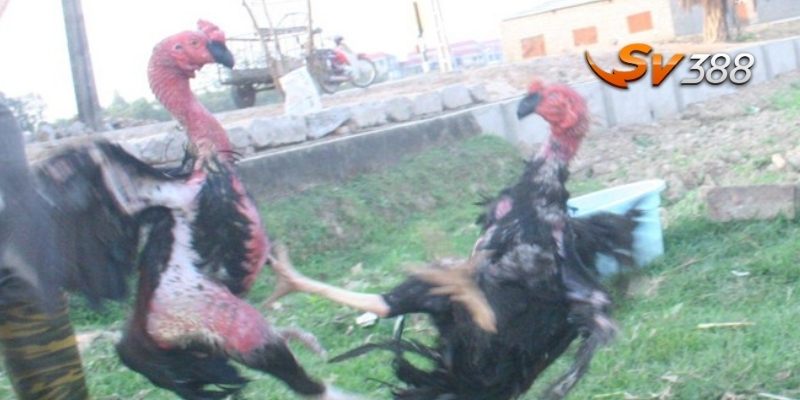 SV388 – Sân chơi uy tín để cược gà chọi Thổ Hà an toàn